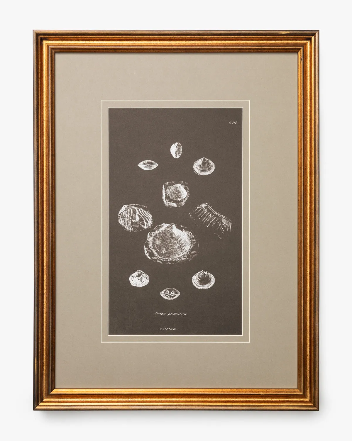 Conchology Study Triptych No. 2 - Wall Art Set product