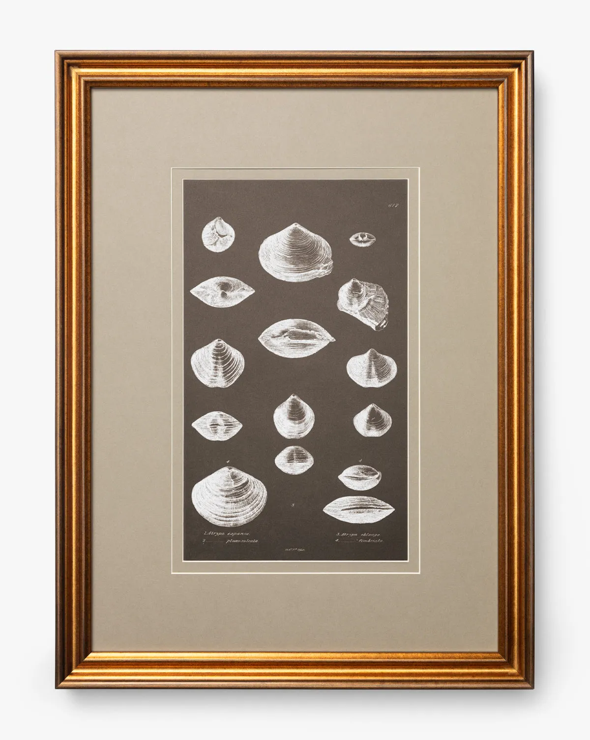 Conchology Study Triptych No. 3 Wall Art product