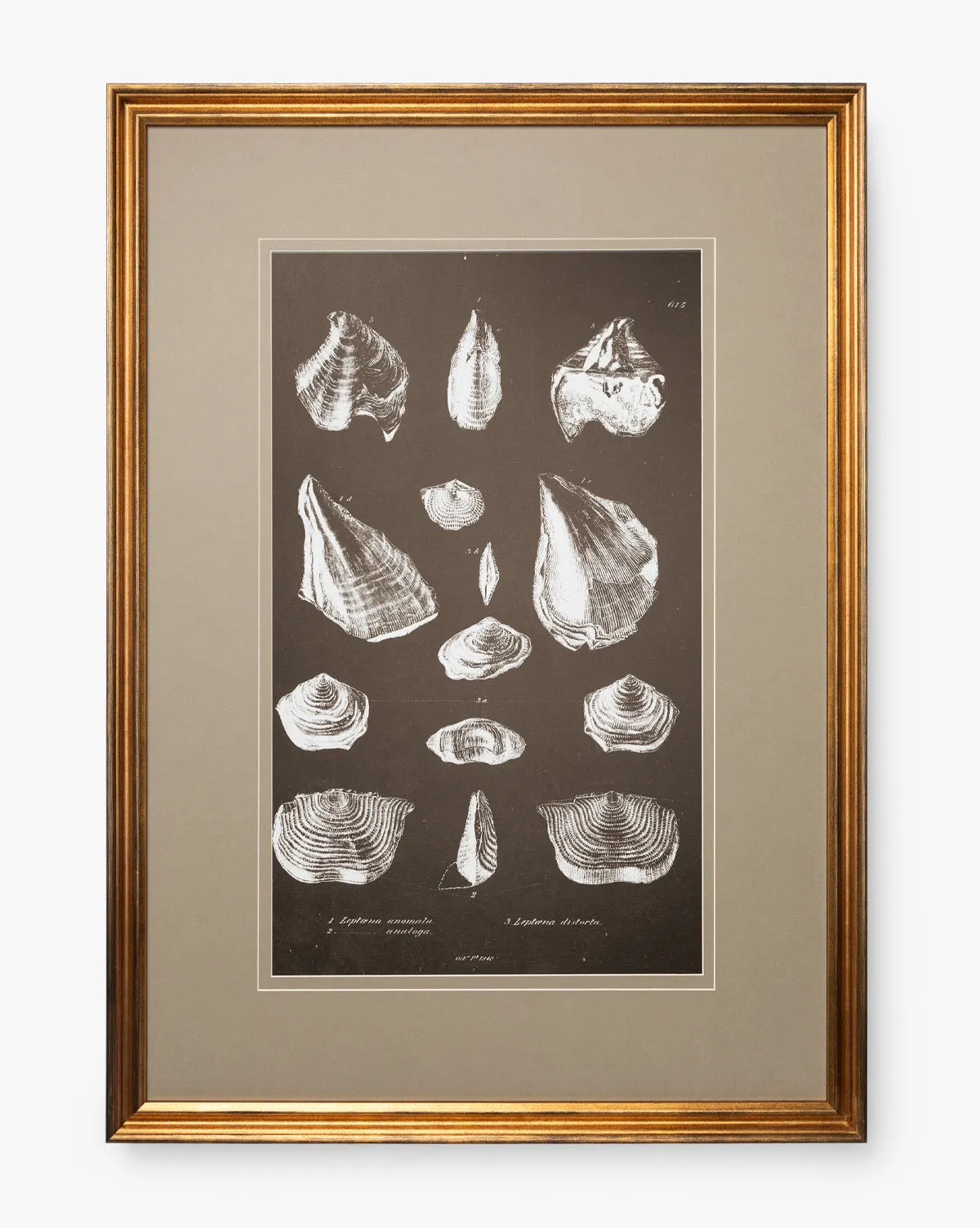 Conchology Study Wall Art - Black, White product