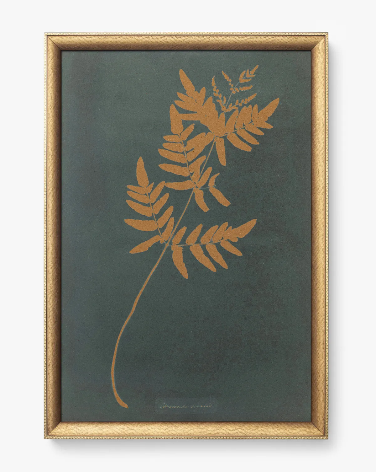 Copper Botanical I Framed Wall Art Print product