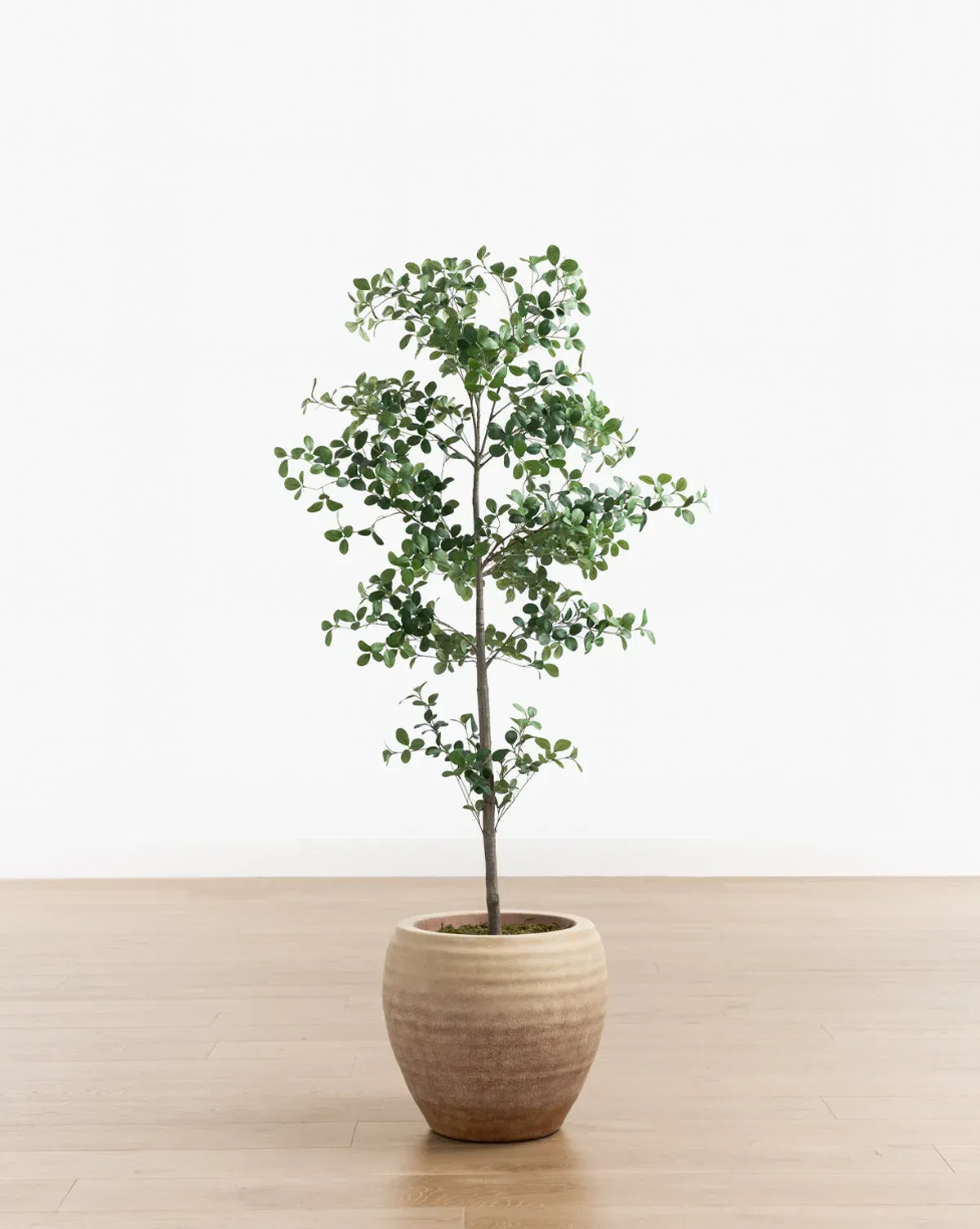 Faux Cascalote Tree 7ft - Ceramic Pot product