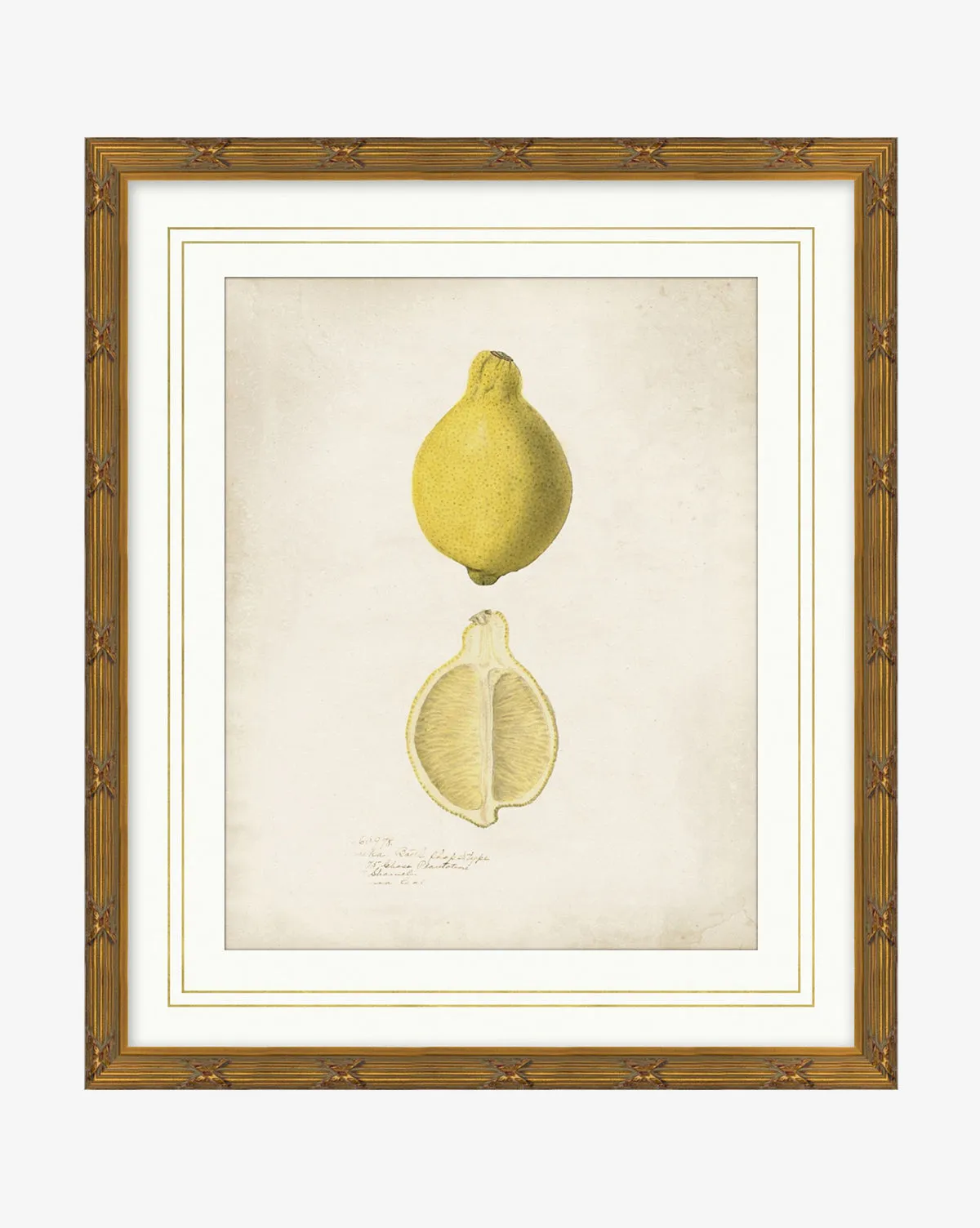 Lemon Study Framed Wall Art - Wood product