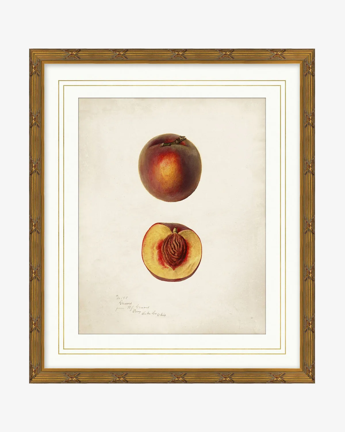Peach Study Framed Wall Art - Gold product