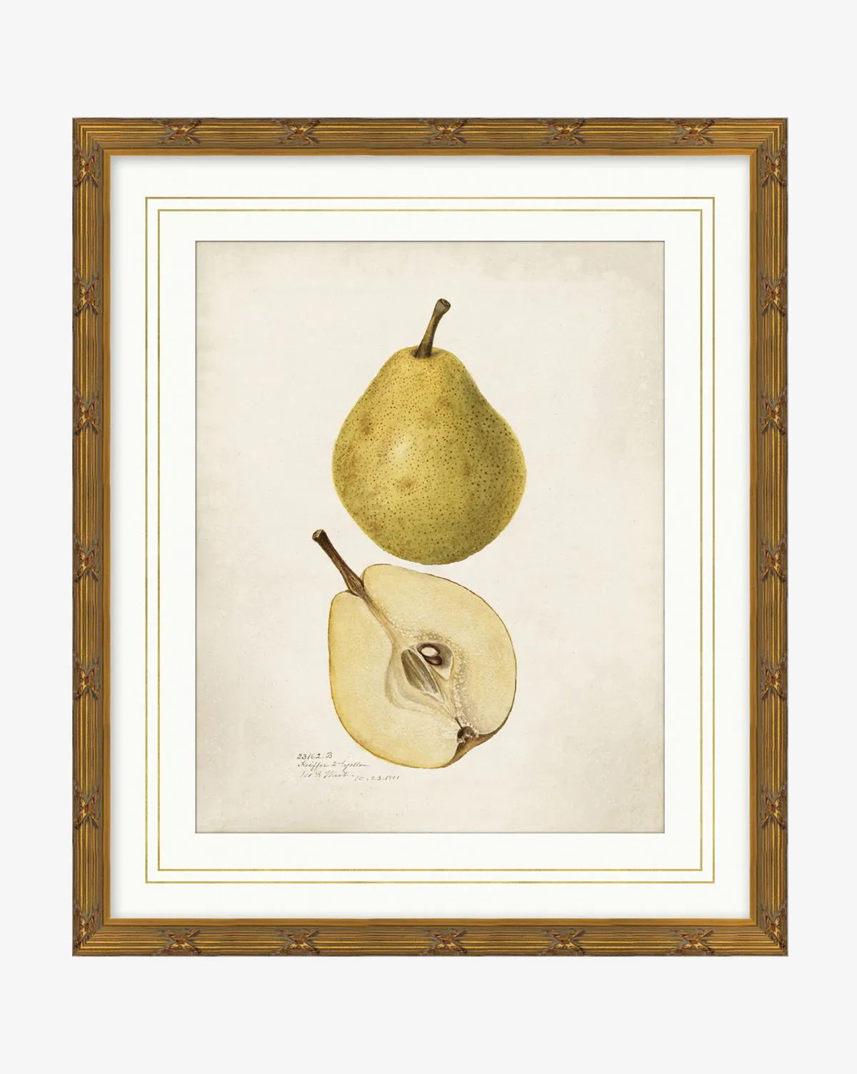 Pear Study Framed Wall Art - Gold product