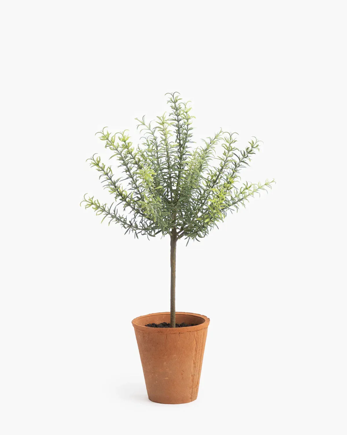 Potted Faux Rosemary Topiary - Small product