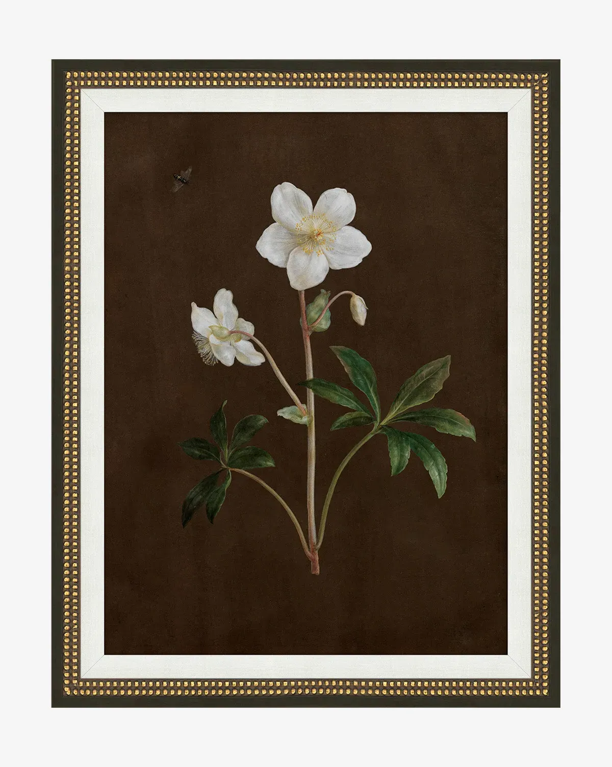 Sepia Sprouts II Framed Wall Art - Gold, Matte Paper product