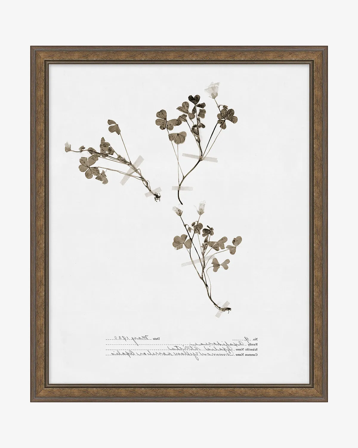 Subdued Botanicals I Framed Giclee Print - Walnut product