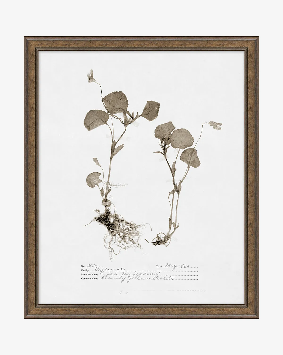 Subdued Botanicals II Framed Giclee Print - Walnut product