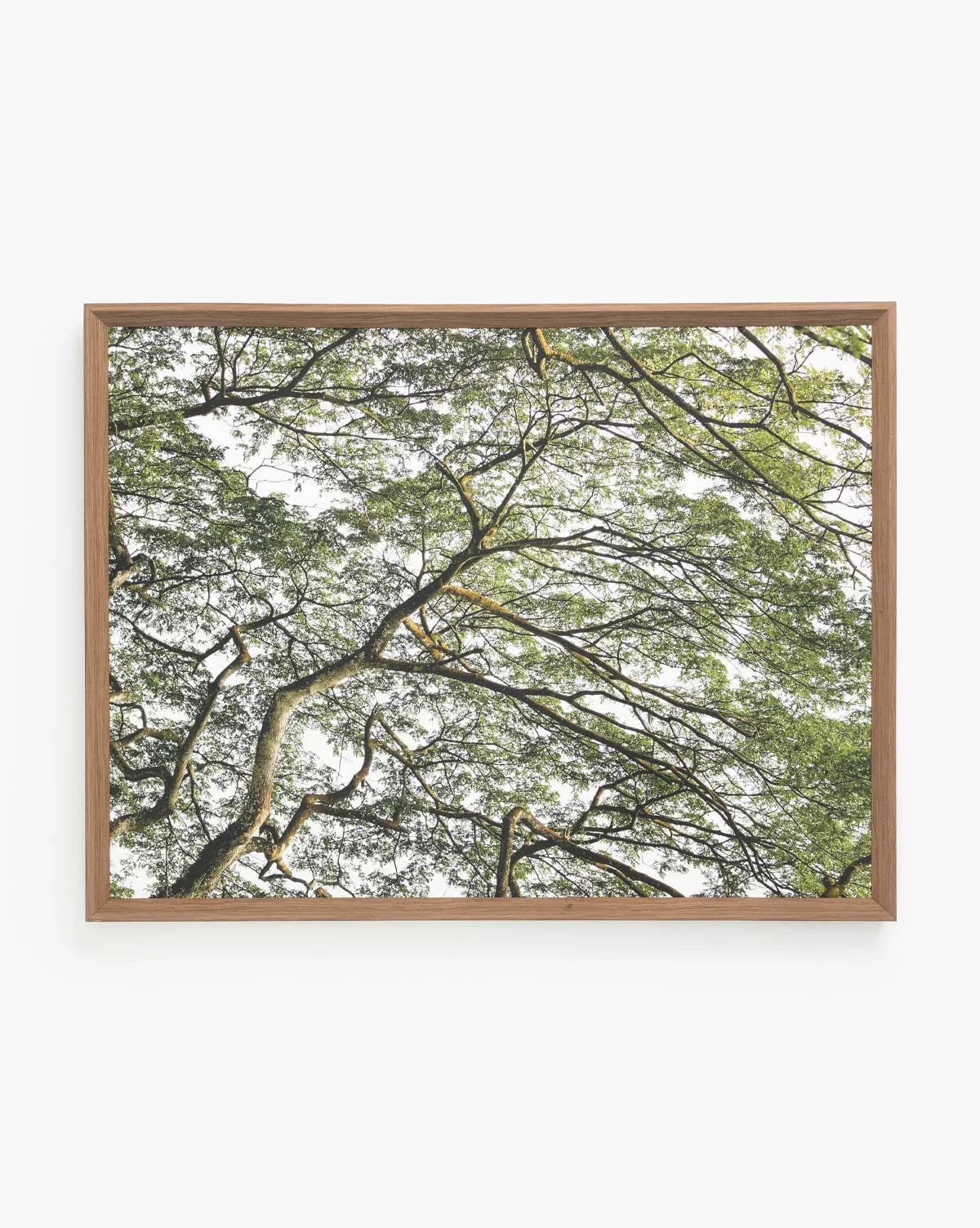Treetops Framed Giclee Print - Natural Wood product
