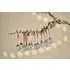 Sardi Star Baubles Set of 12 - Clear