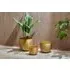 Tembesi Medium Etched Planter - Antique Brass, Aluminium
