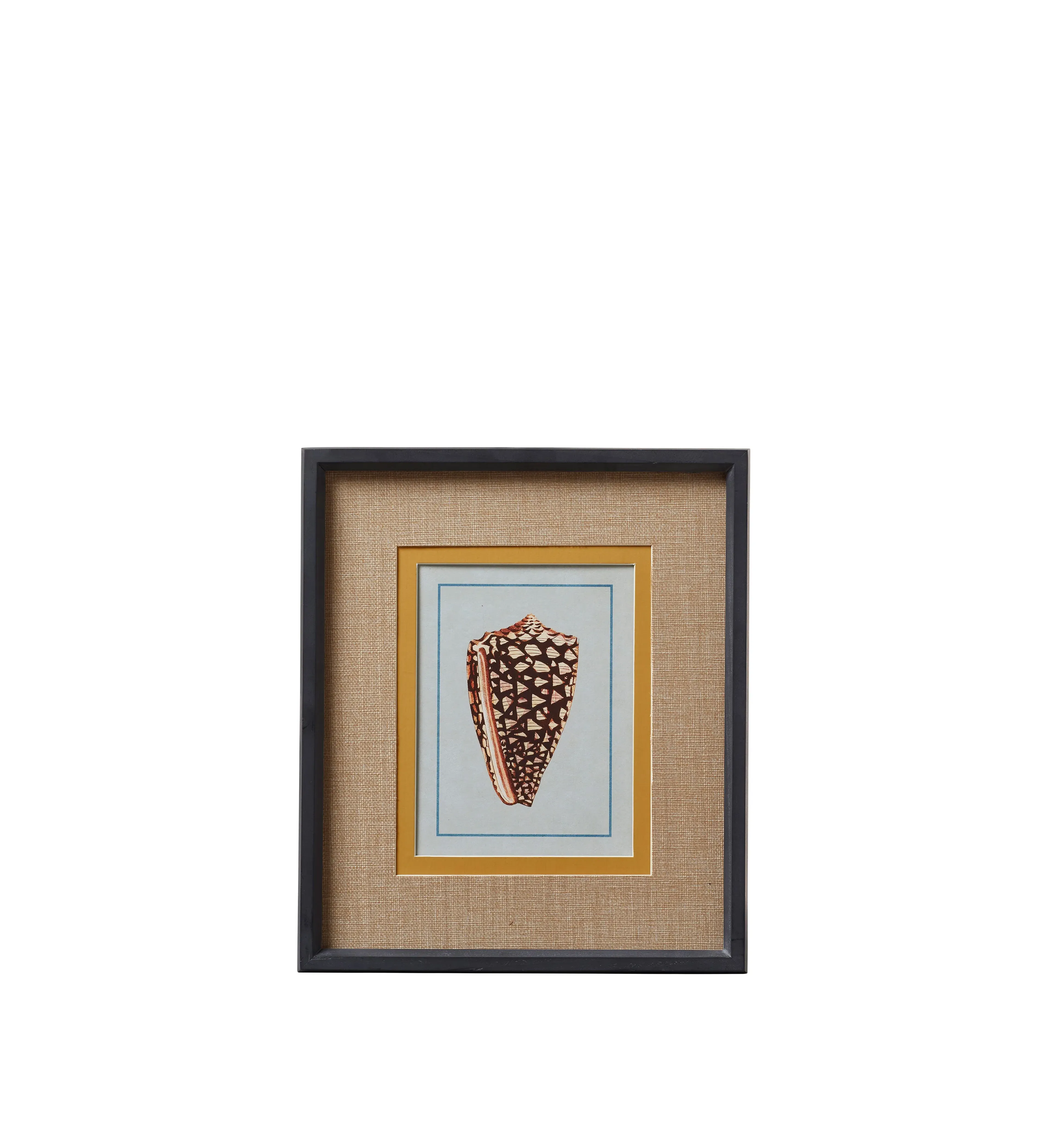 Conchiglia Framed Shell Prints Set of Four - Multi, Print product