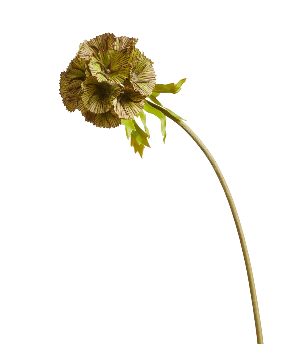 oka-faux-auricula-stem-green-floral-stems-plastic image