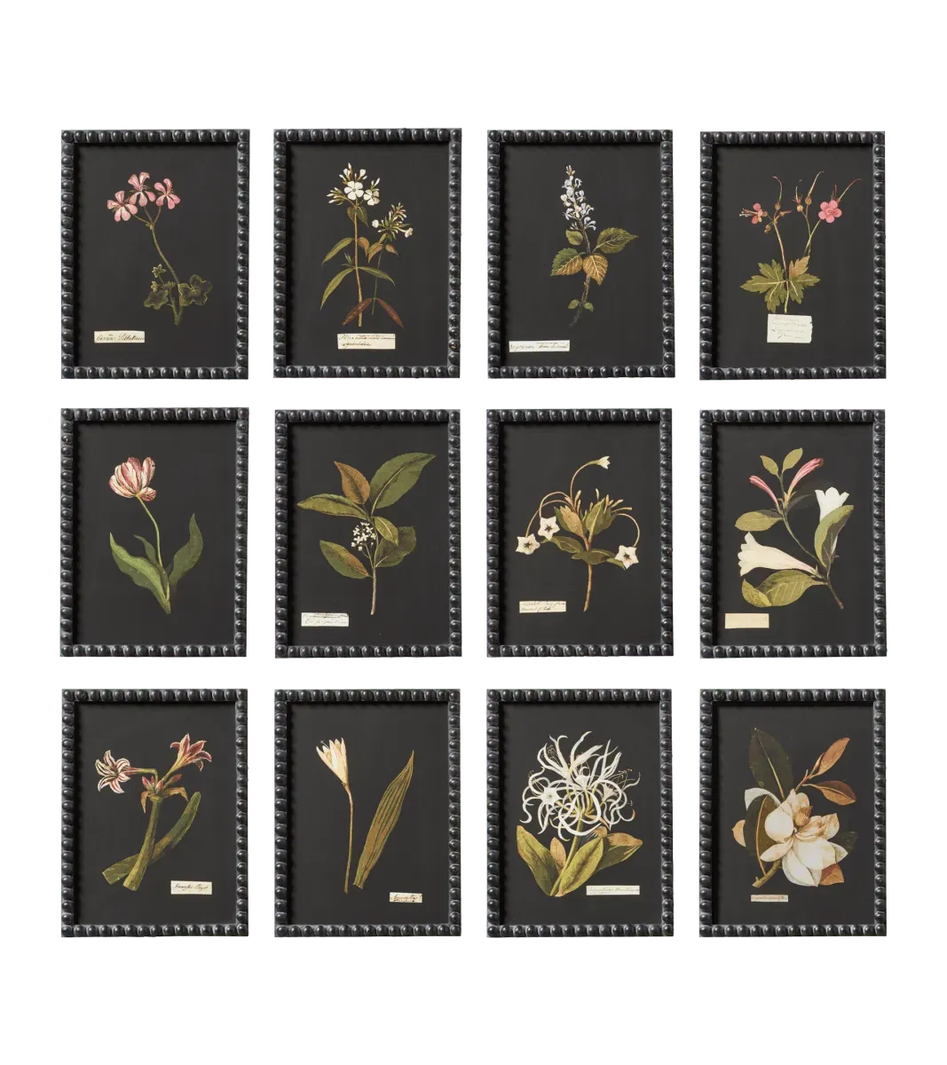 oka-set-of-twelve-framed-flower-botanical-prints-wall-prints-glass-wood image