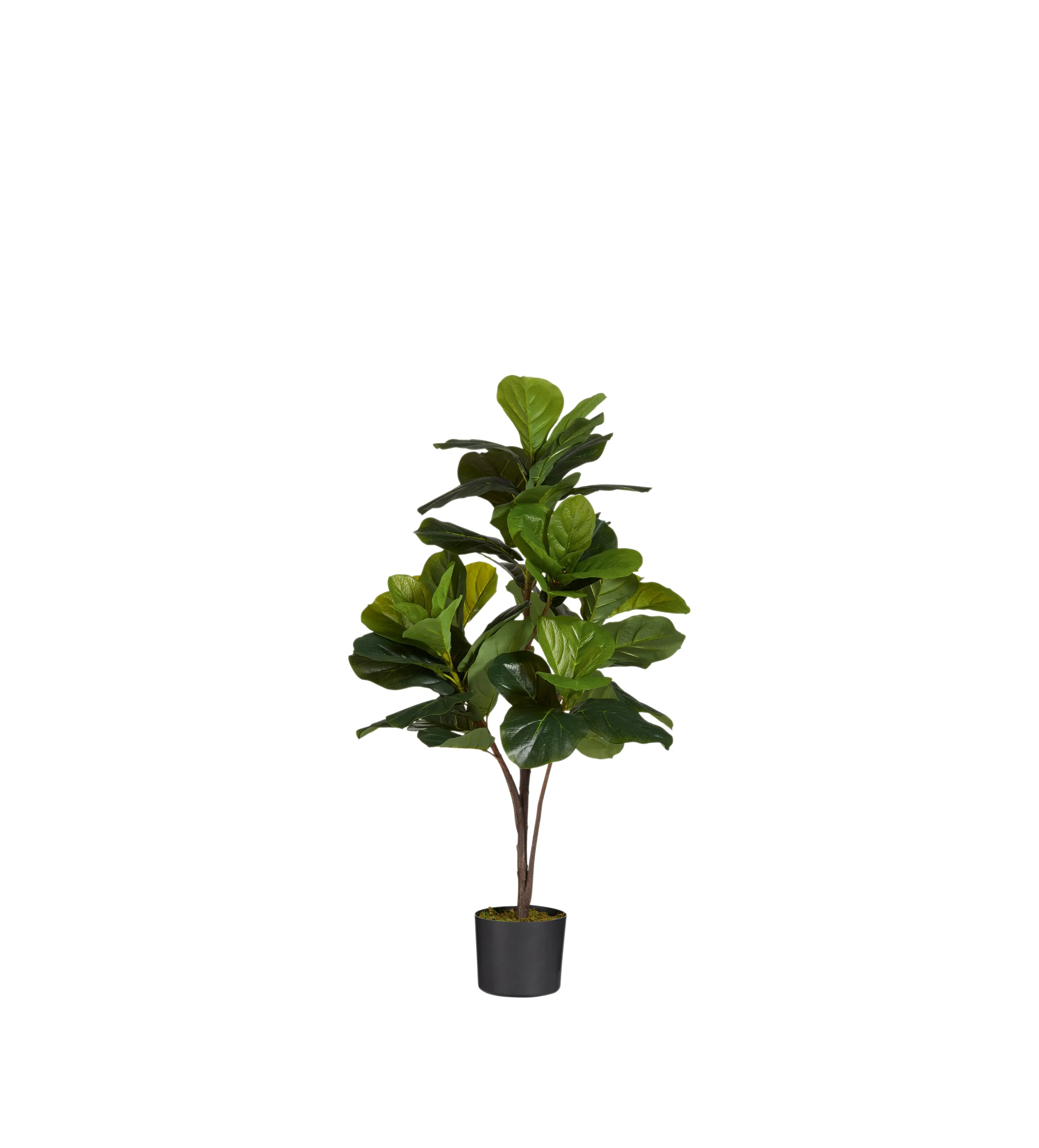 Small Faux Fiddle Plant - Green, Artificial by OKA, alternate view