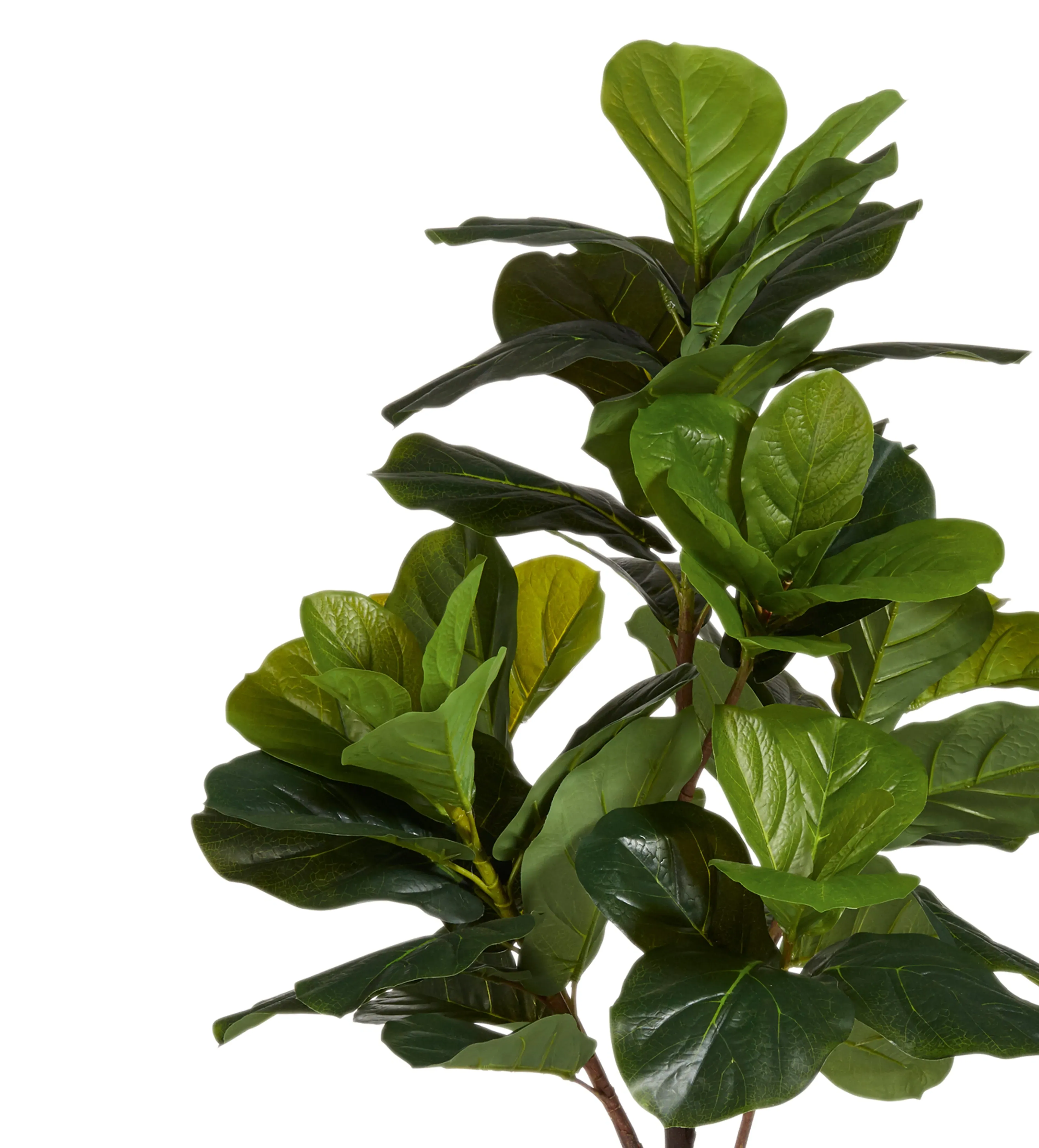Small Faux Fiddle Plant - Green, Artificial by OKA