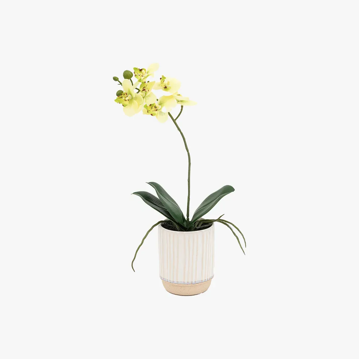 Faux Cream Orchid in Ribbed Pot - Medium product