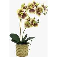 Faux Multicolour Orchid in Dotted Pot alternate view