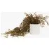 Faux Trailing Vine in Rustic Pot - Brown by Perch & Parrow, image 3
