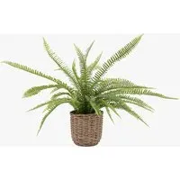 Solana Small Potted Fern Plant - Rattan alternate view