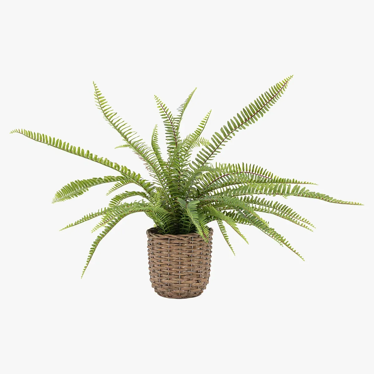 Solana Small Potted Fern Plant - Rattan product