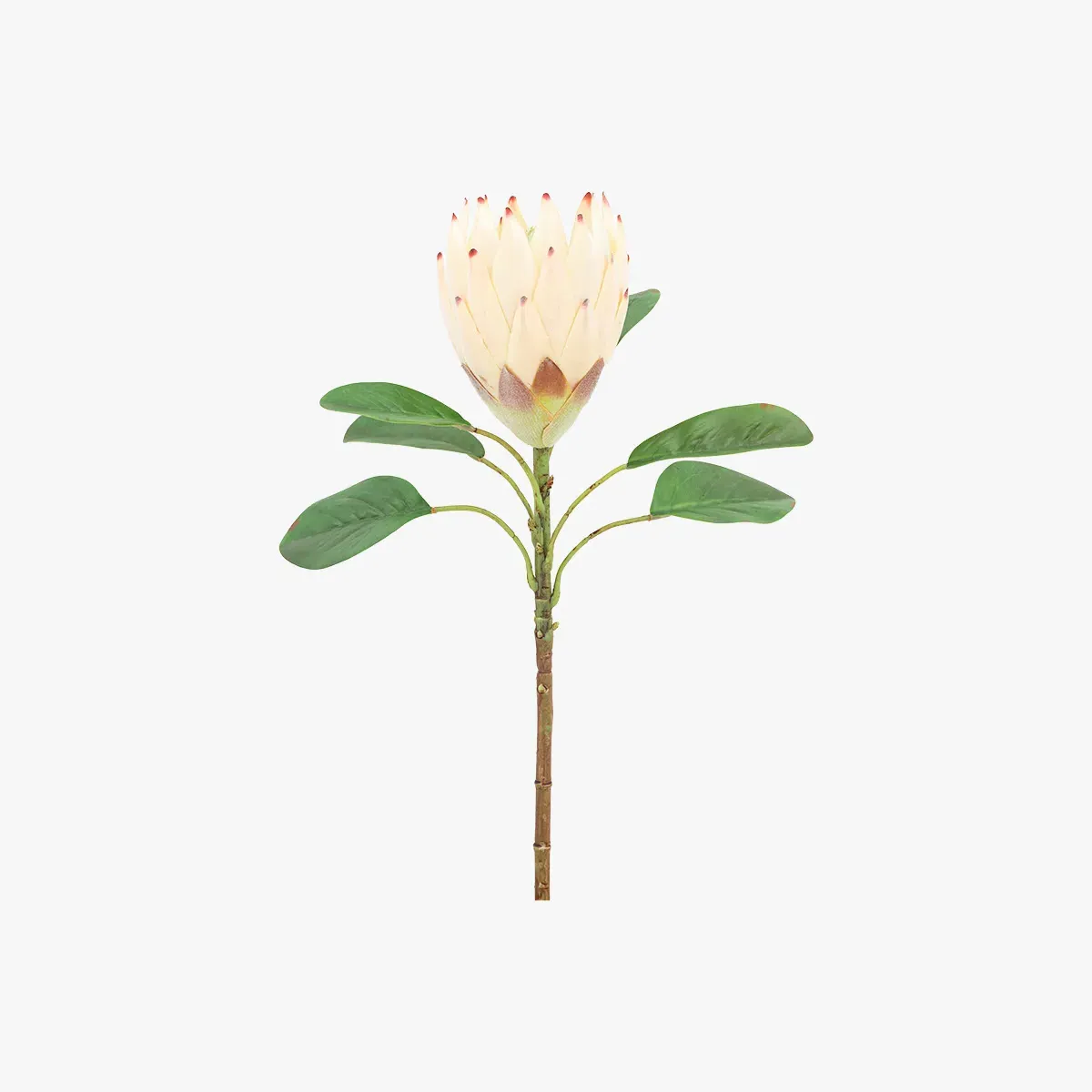 Tropical Stem Set of 12 - Ivory, Faux product