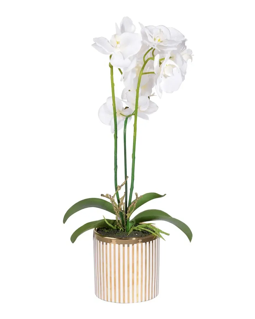 Stripe Potted Orchid - White image