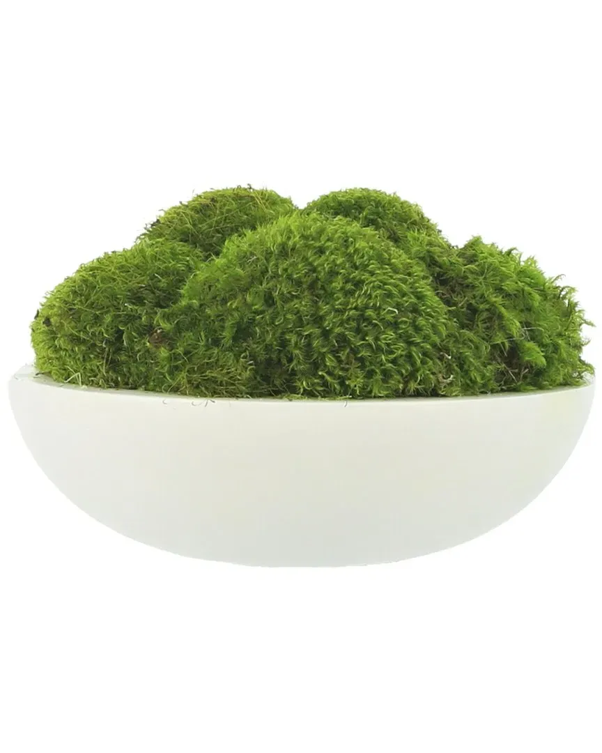 Moss Arrangement - Green image