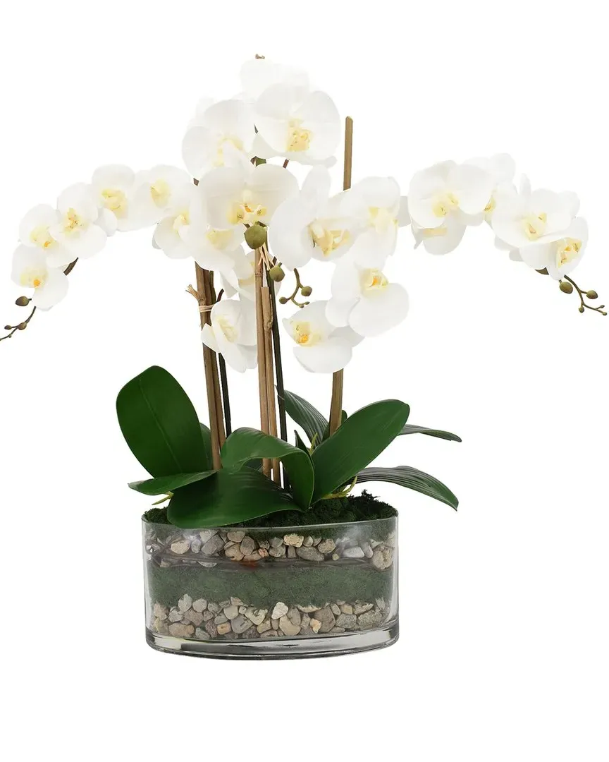 Orchid Arrangement in Oblong Glass Vase - White image