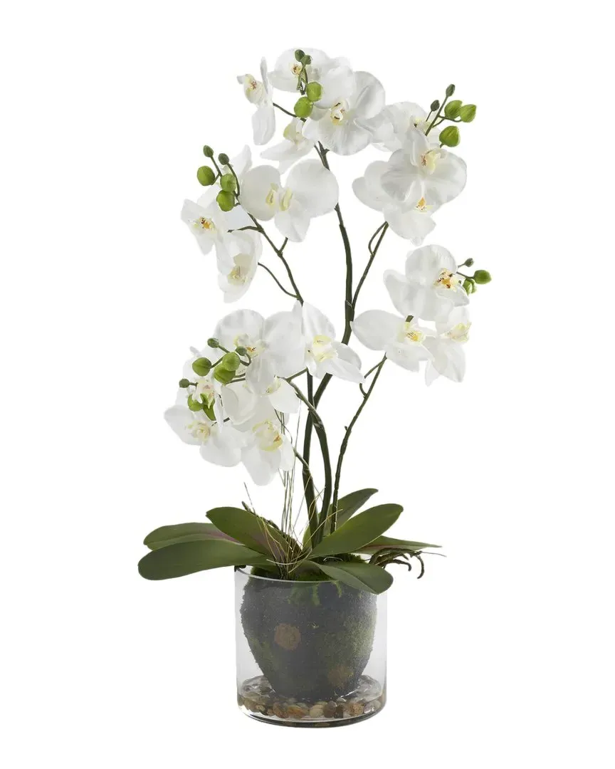 24in Phael Orchids in Glass Bowl - White image
