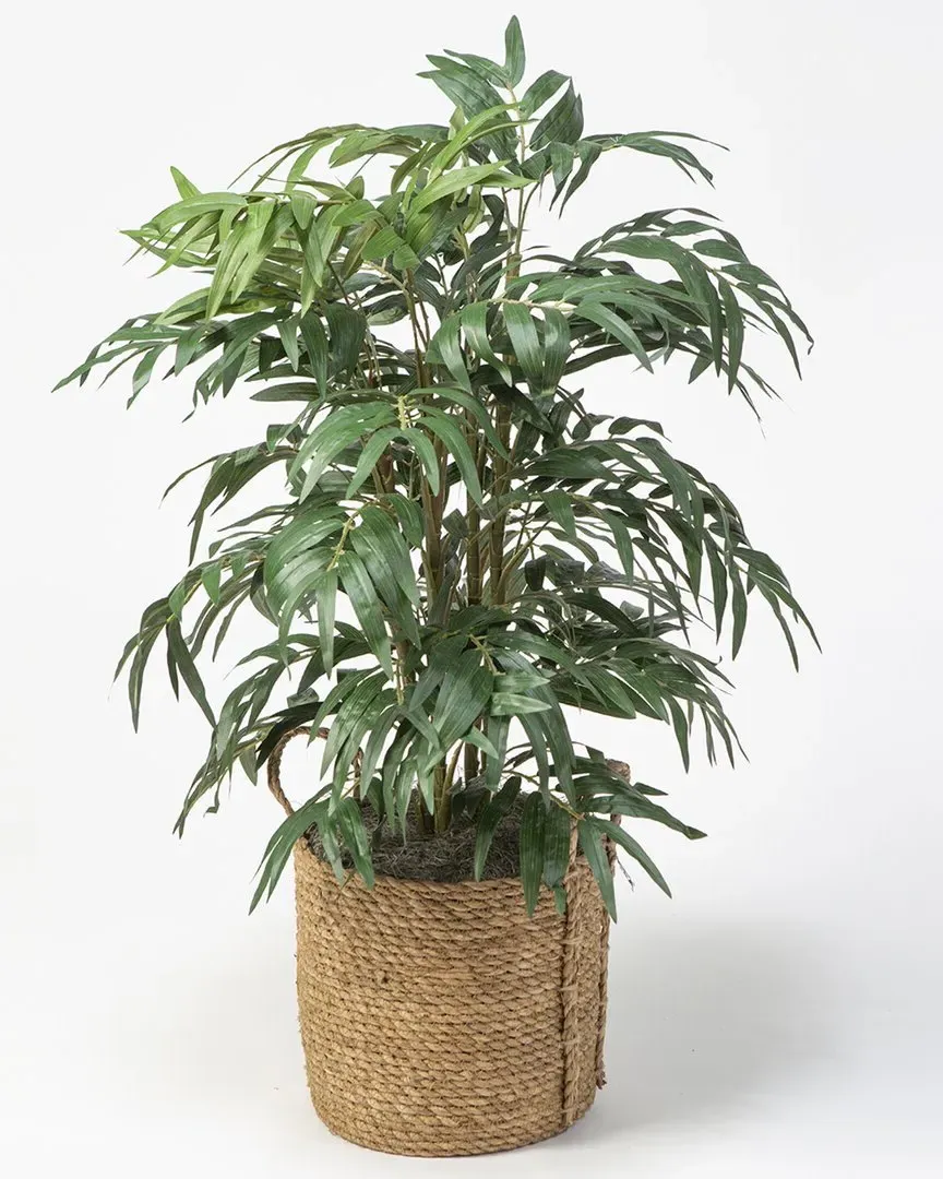 38in Phoenix Palm in Round Rattan Basket image