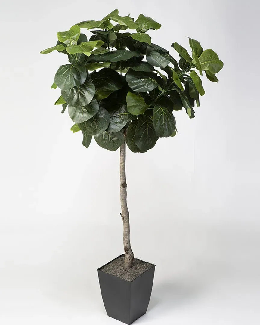 6Ft Fiddle Leaf Fig Tree in Square Planter - Metal
