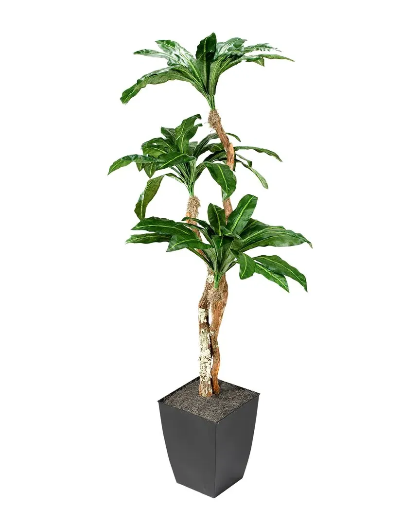 7ft Birdnest Palm in Square Metal Planter - Green image