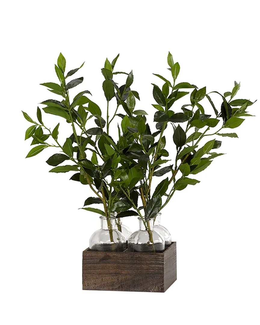 Bay Leaf Branches in Glass Jars in Wooden Crate - Green