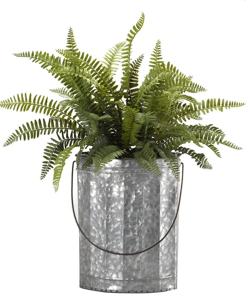 Boston Fern in Oval Metal Bucket with Wire Handle - Green