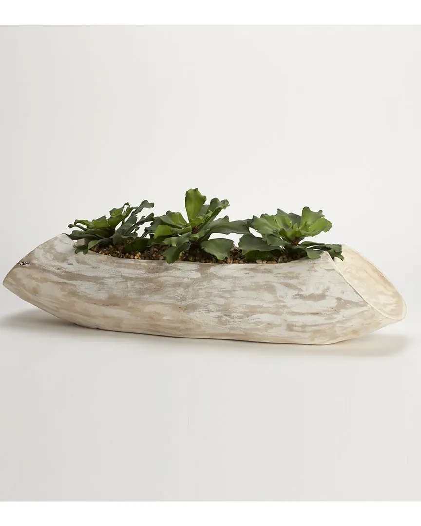 Double Ruffle Echeveria in Wooden Log - White Wash image