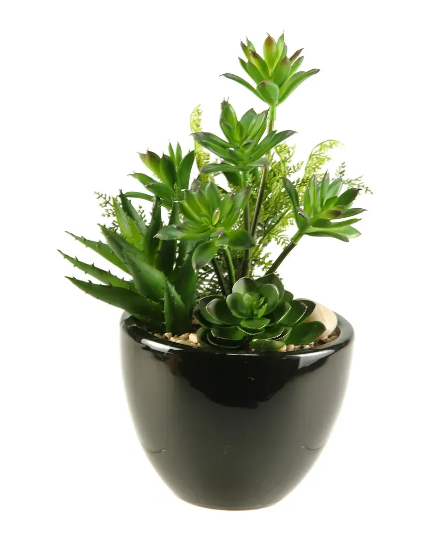 Dracaena, Aloe and Echeveria Round Planter - Green, Ceramic image