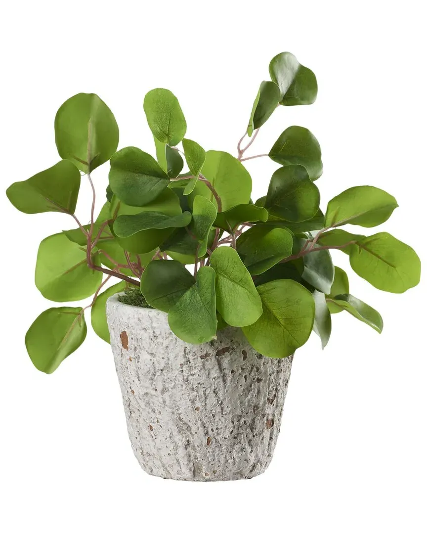 Eucalyptus in Small Weathered Oak Planter - Green