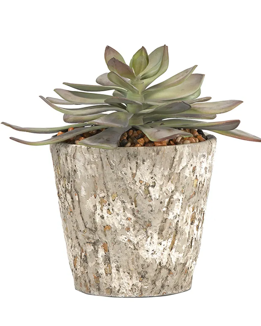 Frosted Echeveria in Cement Pot - Green image