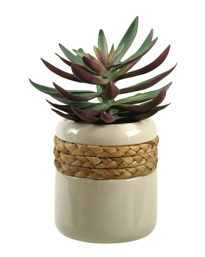Green Echeveria in Ceramic Planter - Green