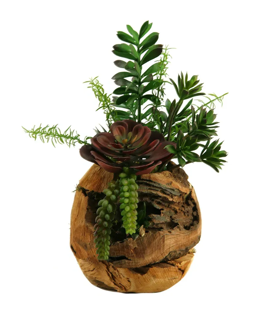 Jade Plant, Aloe, Echeveria and Mini Dracaena in Wooden Root Ball Planter