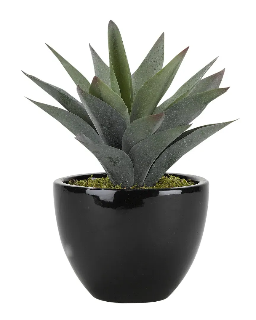 Large Aloe Plant in Round Ceramic Planter - Green image