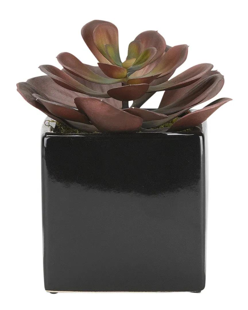 Large Echeveria in Square Ceramic Planter - Red image