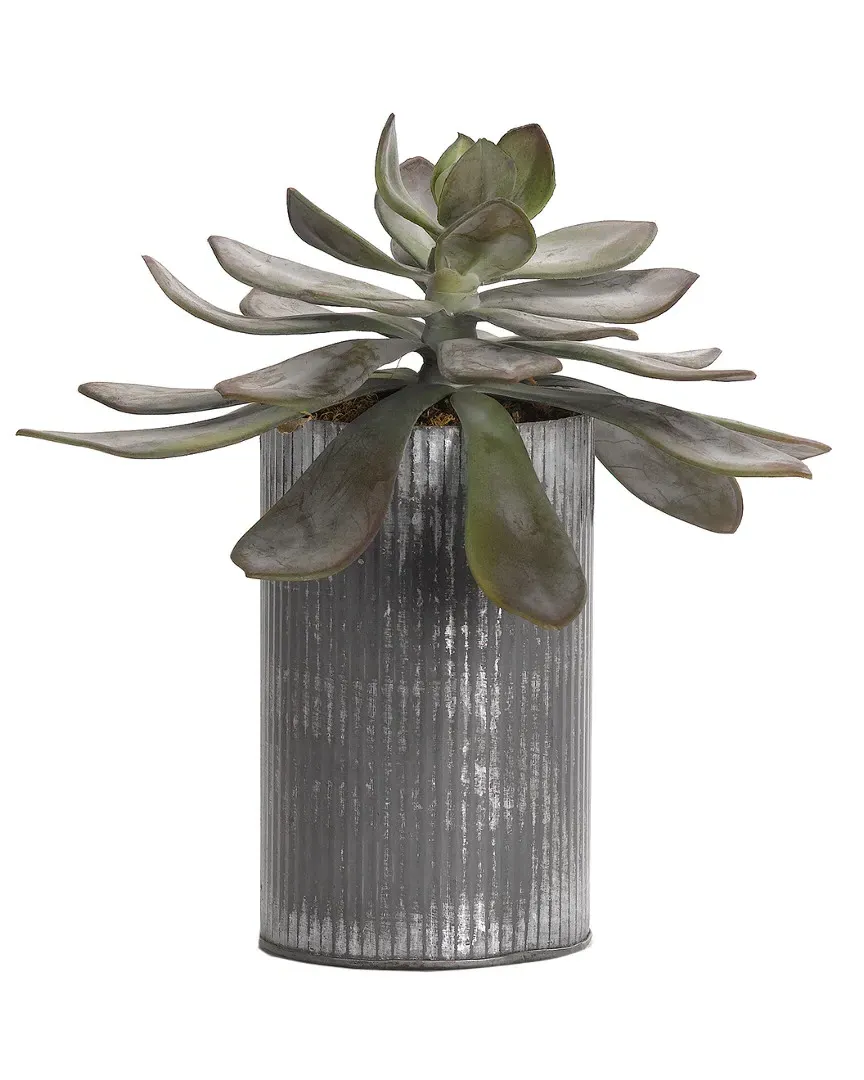 Large Frosted Echeveria in Tin Planter - Green image