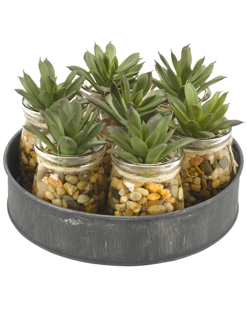 Mini Aloe Plants in Glass Jars Set with Metal Tray - Clear
