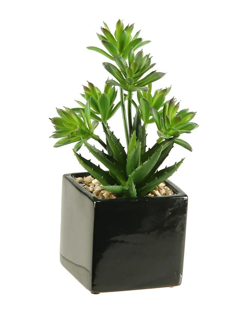 Mini Dracaena and Aloe in Square Ceramic Planter - Green image