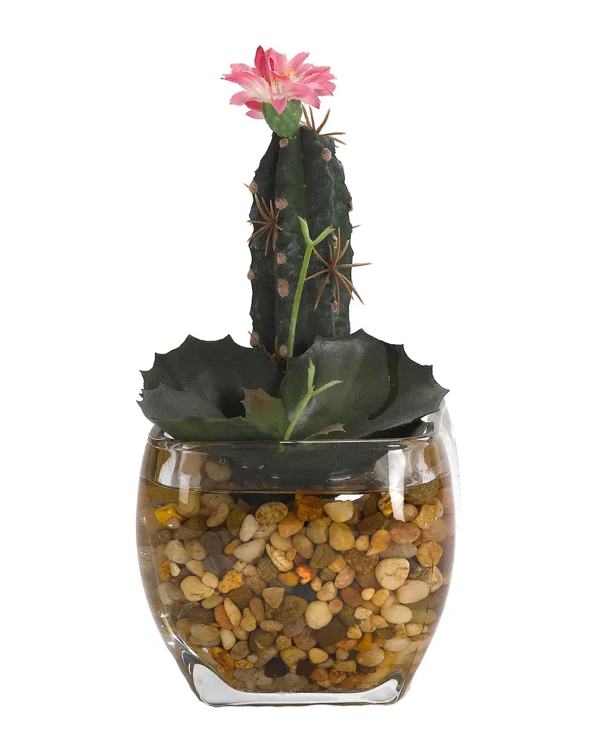 Mini Finger Cactus and Wild Succulent in Glass Cube - Green
