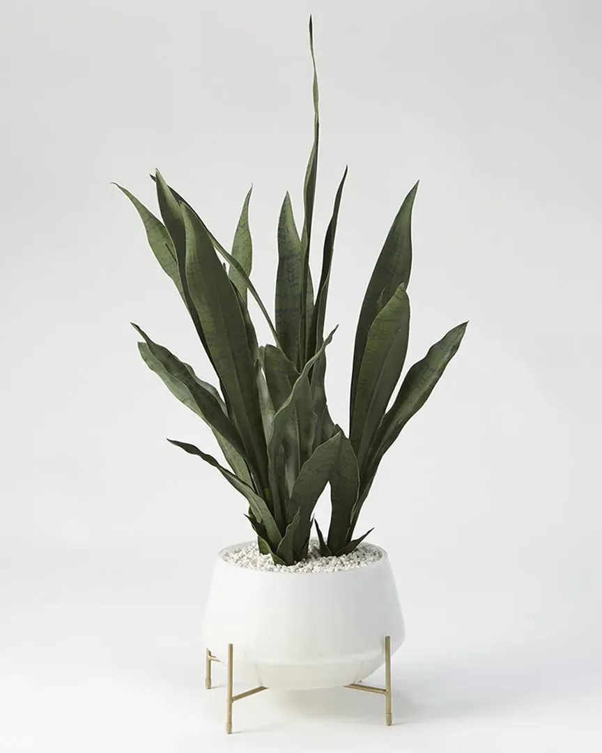 Mother in Law's Tongue Bowl Planter with Stand - White, Glass