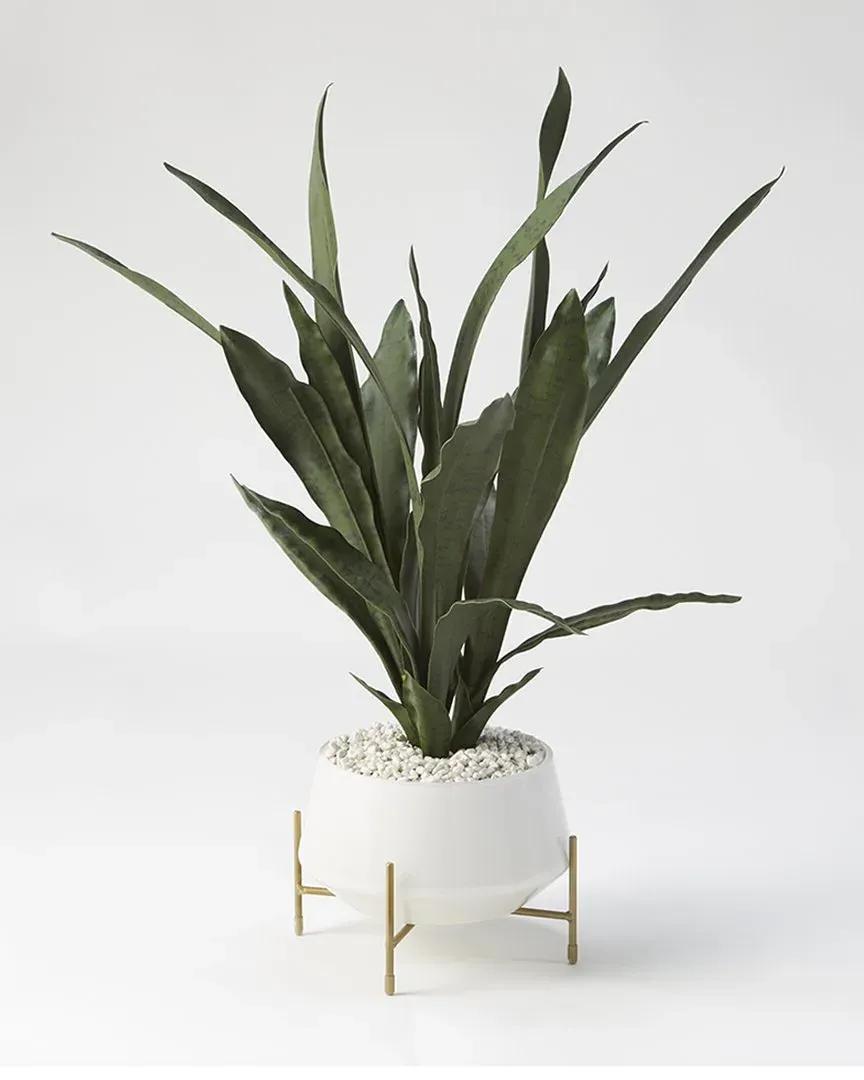 Mother in Law's Tongue Round Planter with Stand - White, Glass