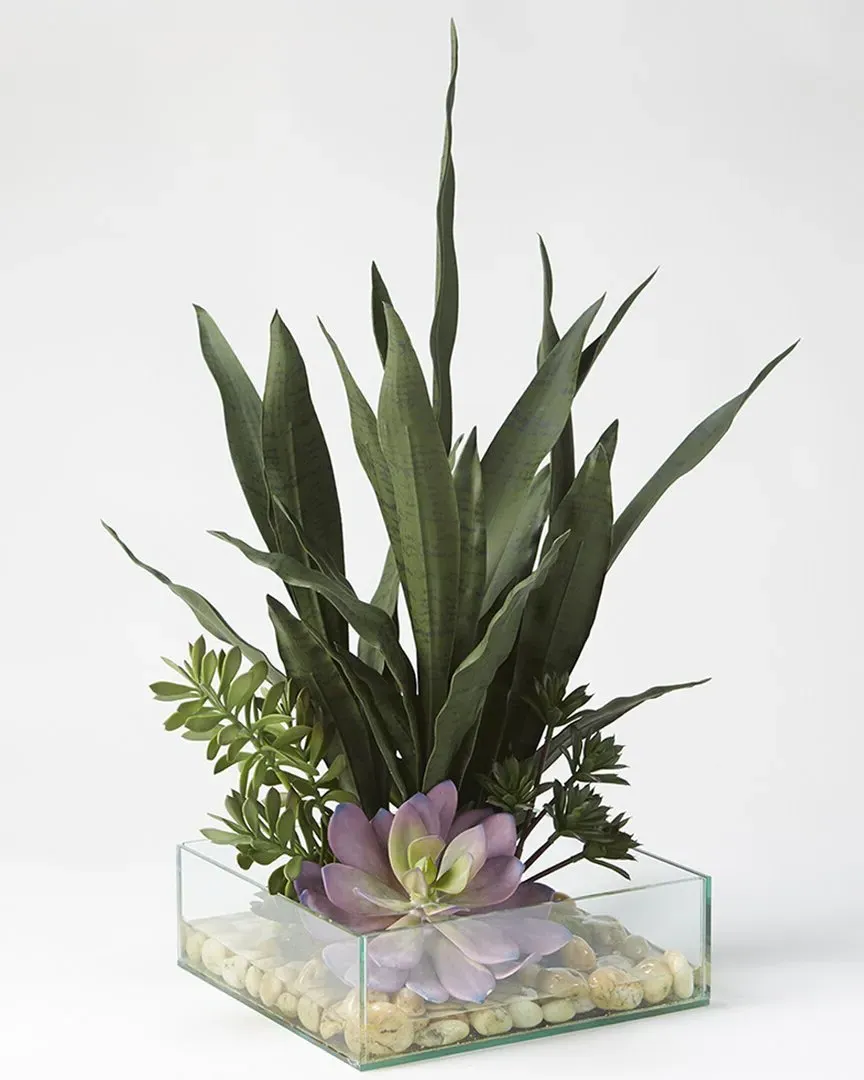 Mother in Law's Tongue Square Planter with Succulents - Glass